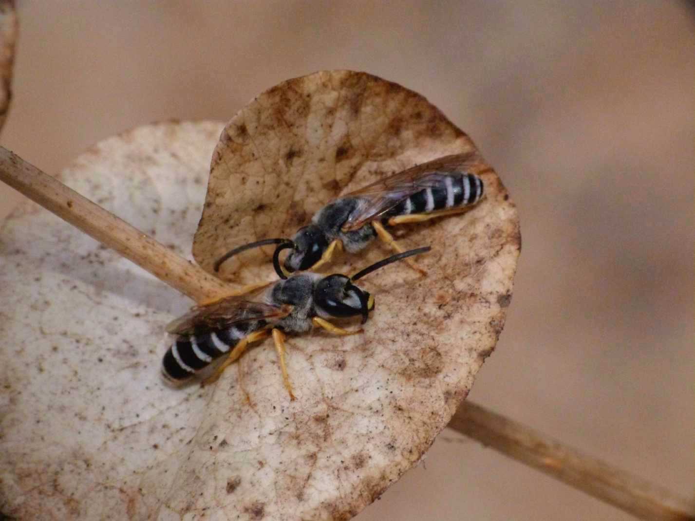 Dormitorio di Halictus scabiosae